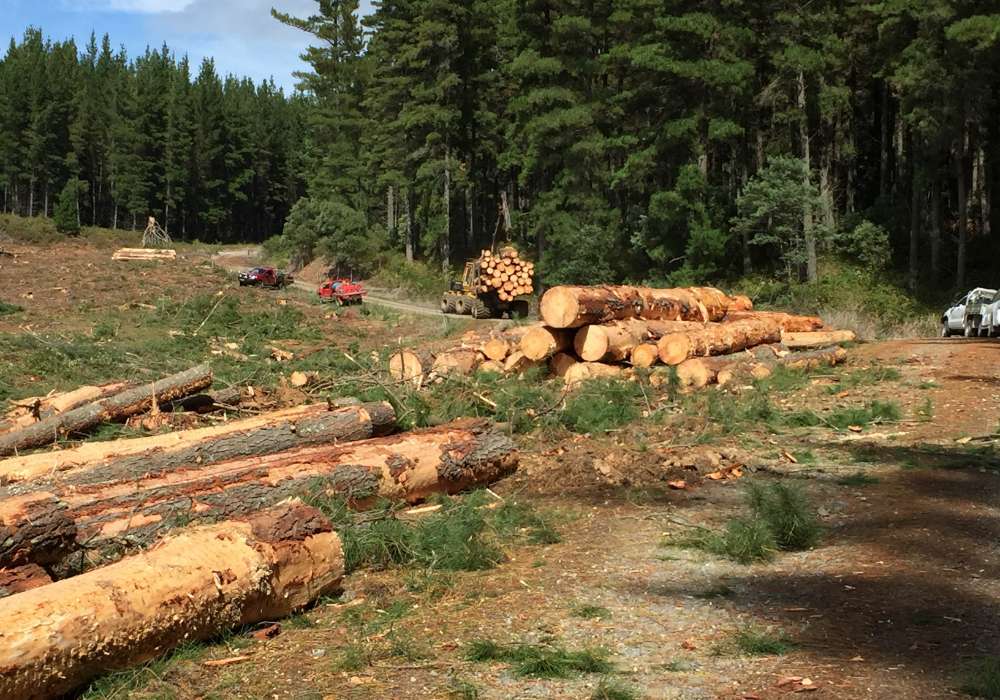 Murray Region Forestry Hub Softwoods Plantation Corryong Tumut